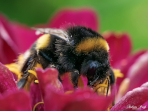 Bilder von Richard Bauch e.V.- Was kreucht und fleucht im Garten