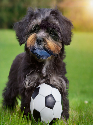 Fu&szlig;ball WM 2026 bei Richard Bauch e.V.